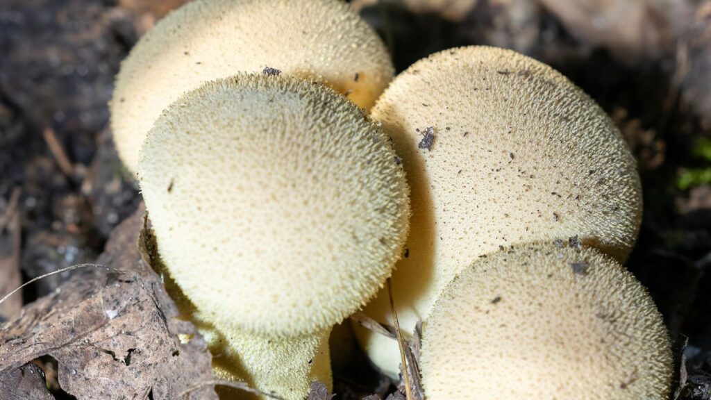 What Exactly is the Penis Envy Strain