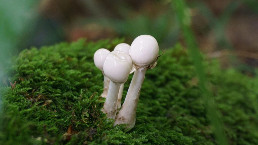 Why This Mushroom Variety Captivates Us